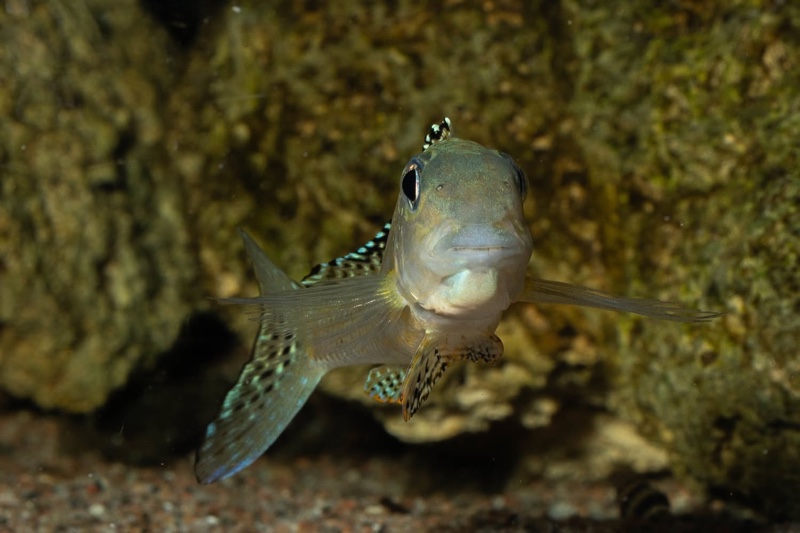 Xenotilapia papilio 'Tembwe Deux'